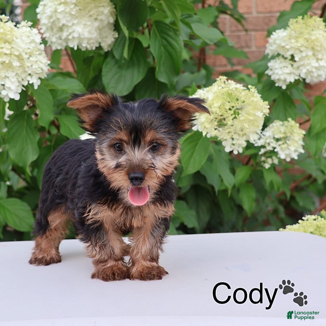 Yorkshire Terrier dogs for sale: Cody - Image 3
