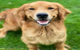 Golden Retriever dogs for sale: Mary - Image 8