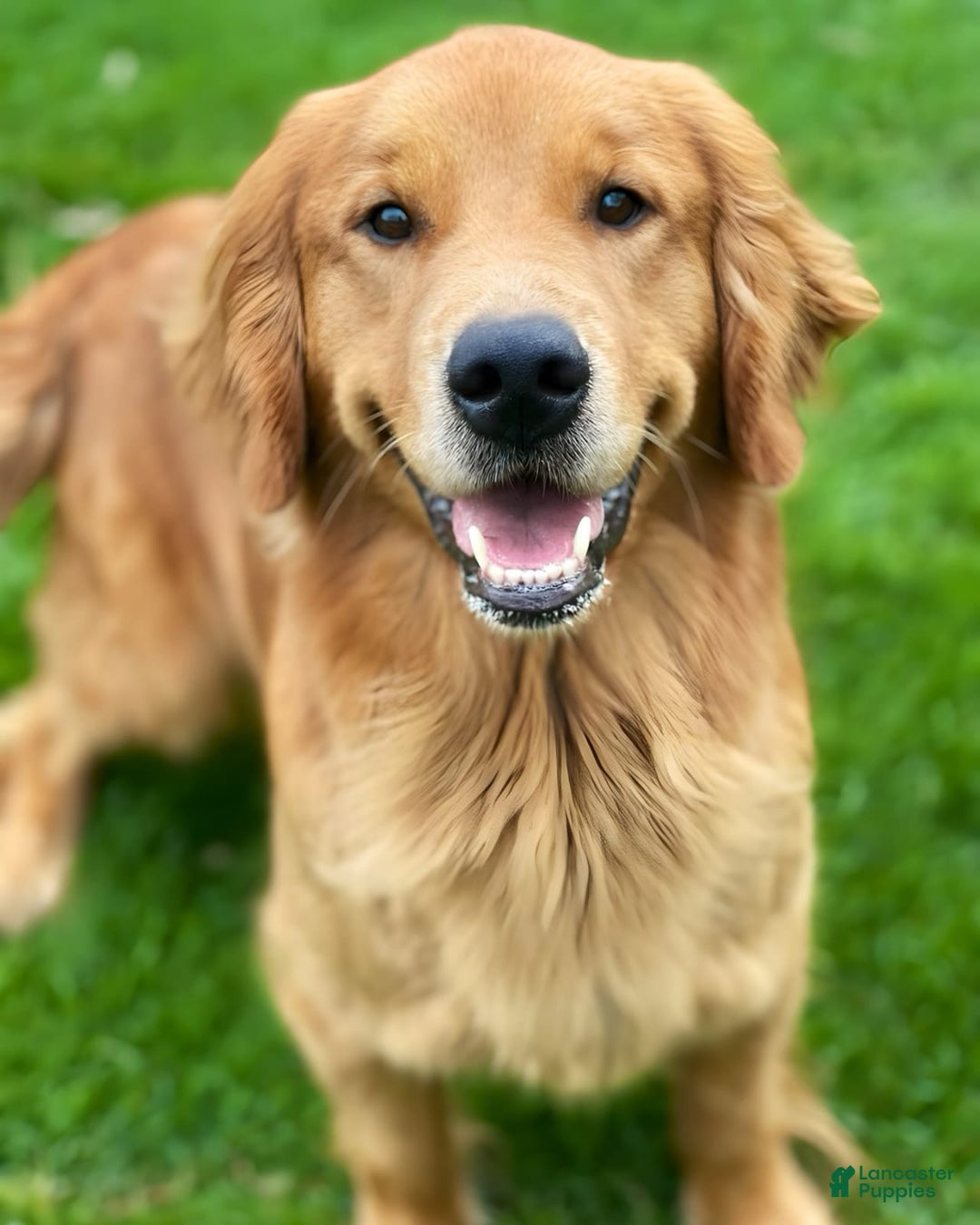 Golden Retriever dogs for sale: Mary - Image 8