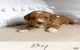 Mini Goldendoodle dogs for sale: Reef - Image 6