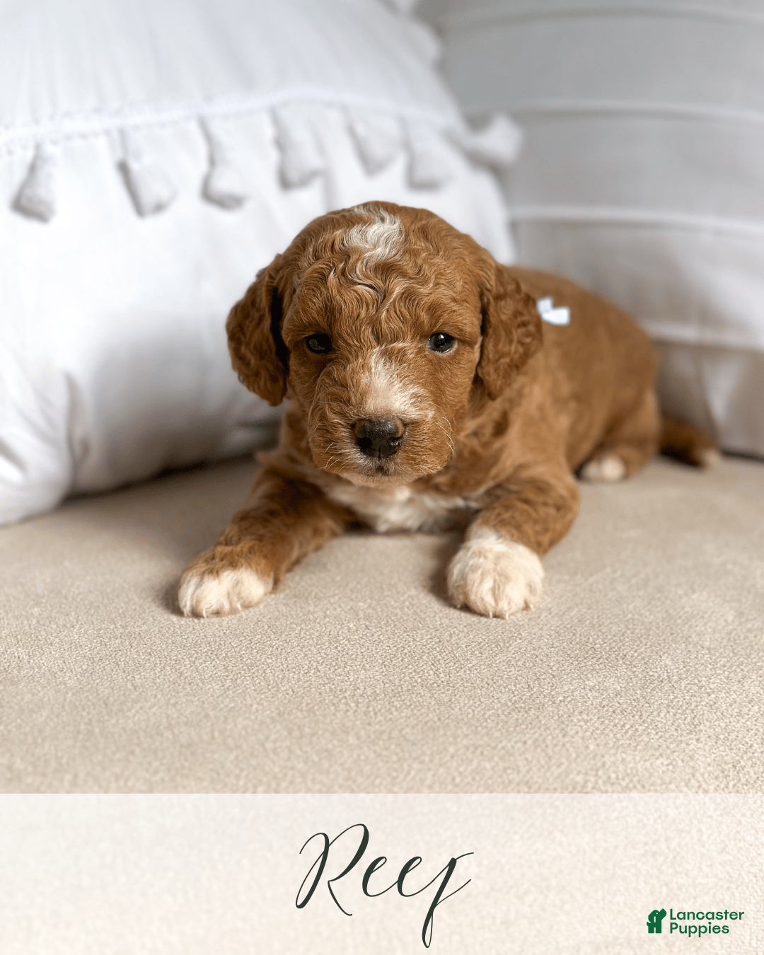 Mini Goldendoodle dogs for sale: Reef - Image 6