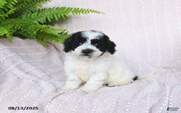 Miniature Poodle dogs for sale: Harper - Image 3