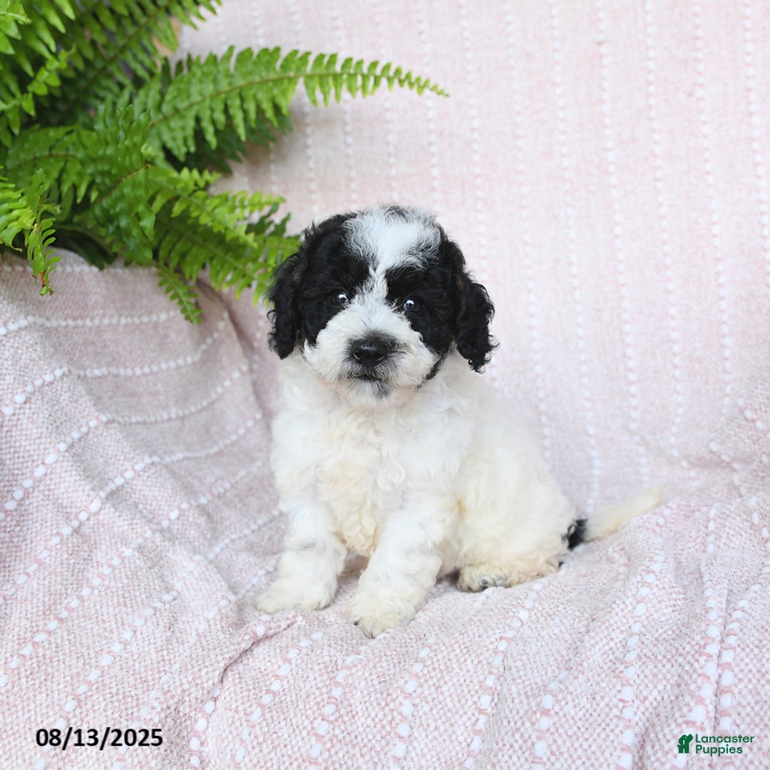 Miniature Poodle dogs for sale: Harper - Image 3