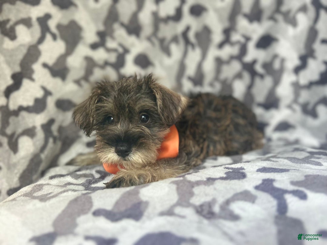 Miniature Schnauzer dogs for sale: Stitch - Image 7