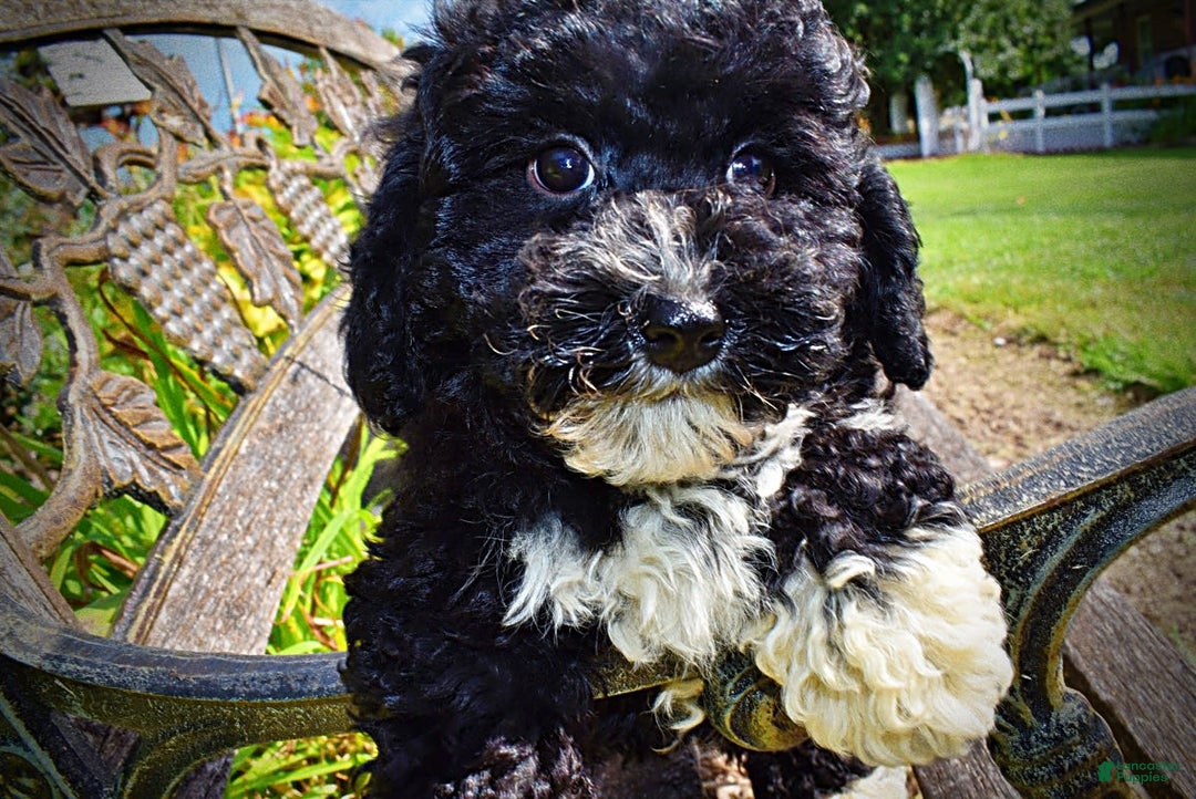 Havapoo dogs for sale: Echo - Image 12
