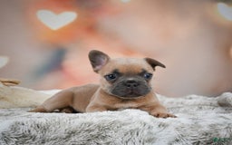 French Bulldog dogs for sale: Chase - Image 2