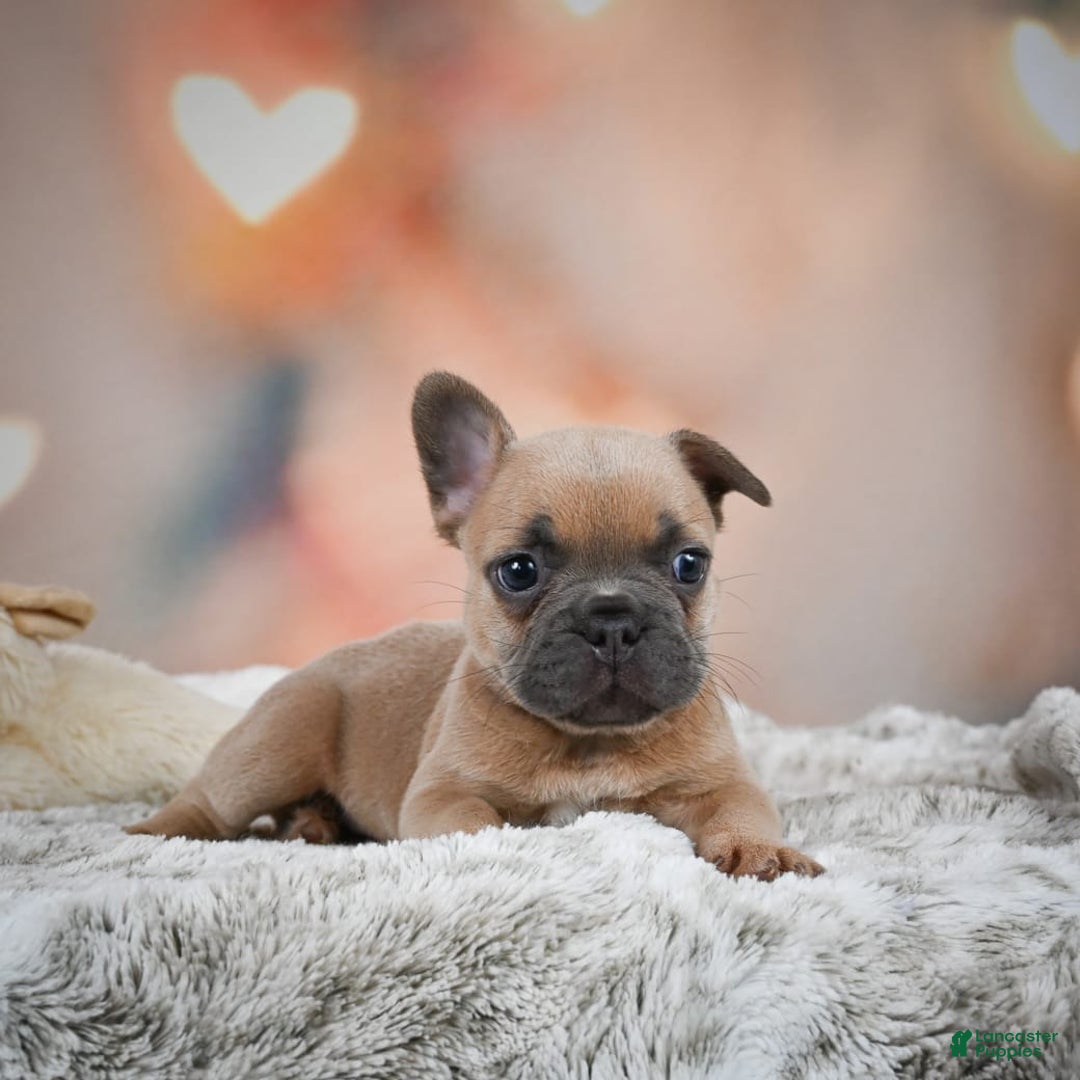 French Bulldog dogs for sale: Chase - Image 2