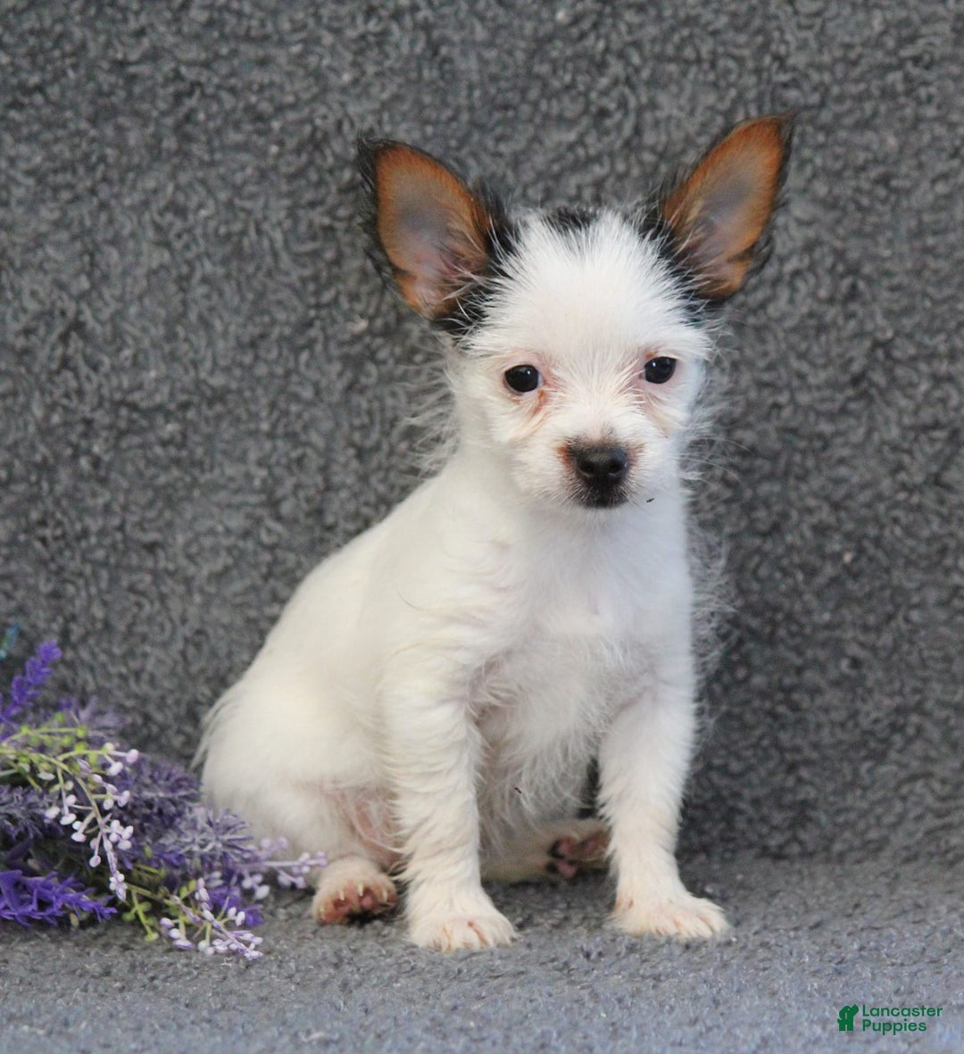 Yorkshire Terrier dogs for sale: Tessa - Image 1