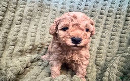 Miniature Poodle dogs for sale: Hercules - Image 1