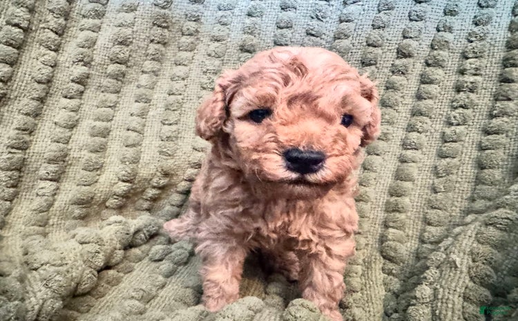 Miniature Poodle dogs for sale - Ad 2