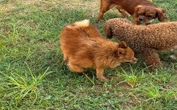 Pomeranian dogs for sale: Abbigail - Image 7