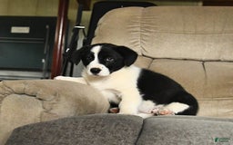 Bernese Mountain Dog dogs for sale: Flo - Image 4