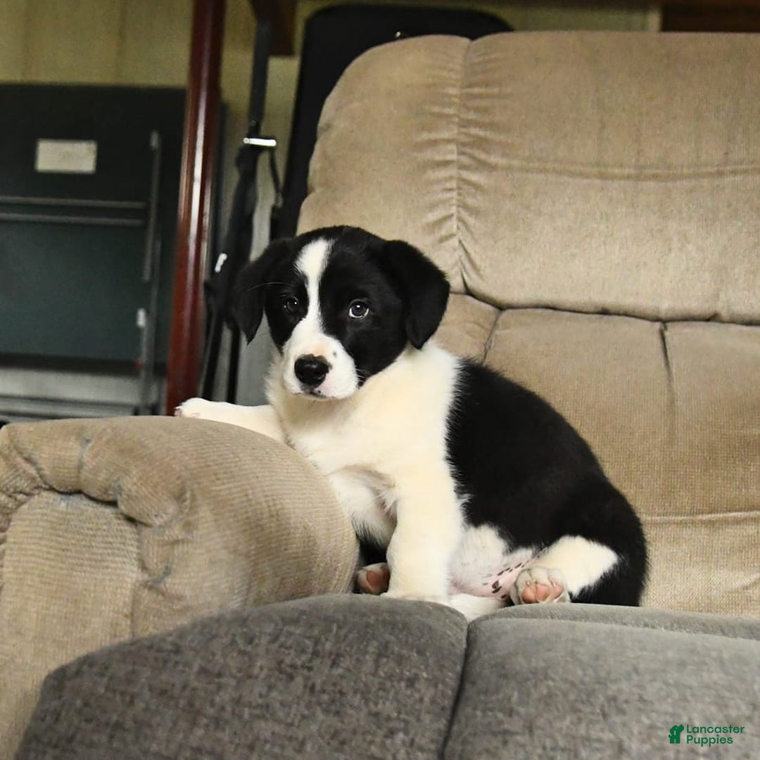 Bernese Mountain Dog dogs for sale: Flo - Image 4