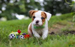 Beabull dogs for sale: Harley - Image 4