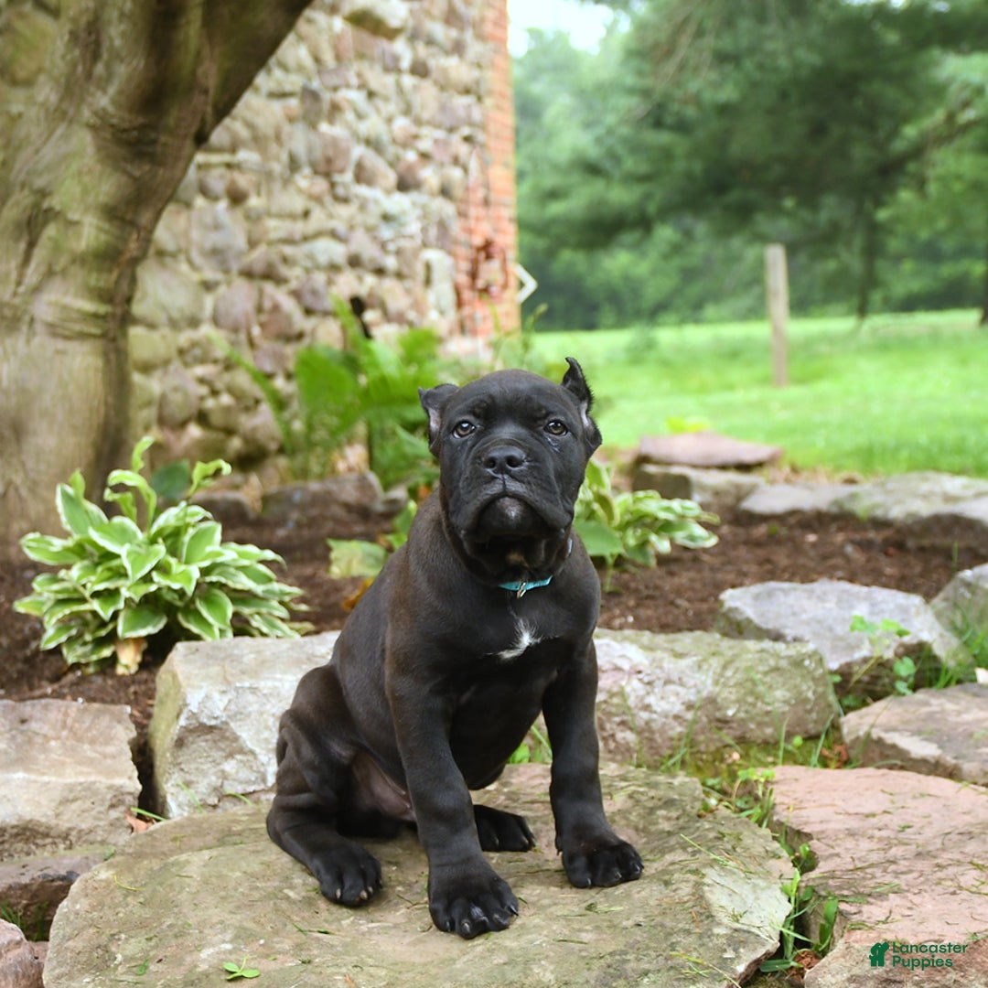 Cane Corso dogs for sale: Ted - Image 4