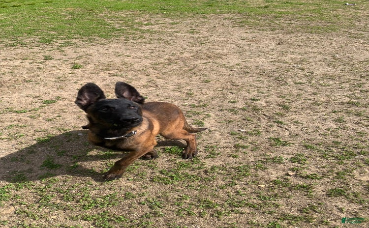 Belgian Malinois dogs for sale - Ad 1