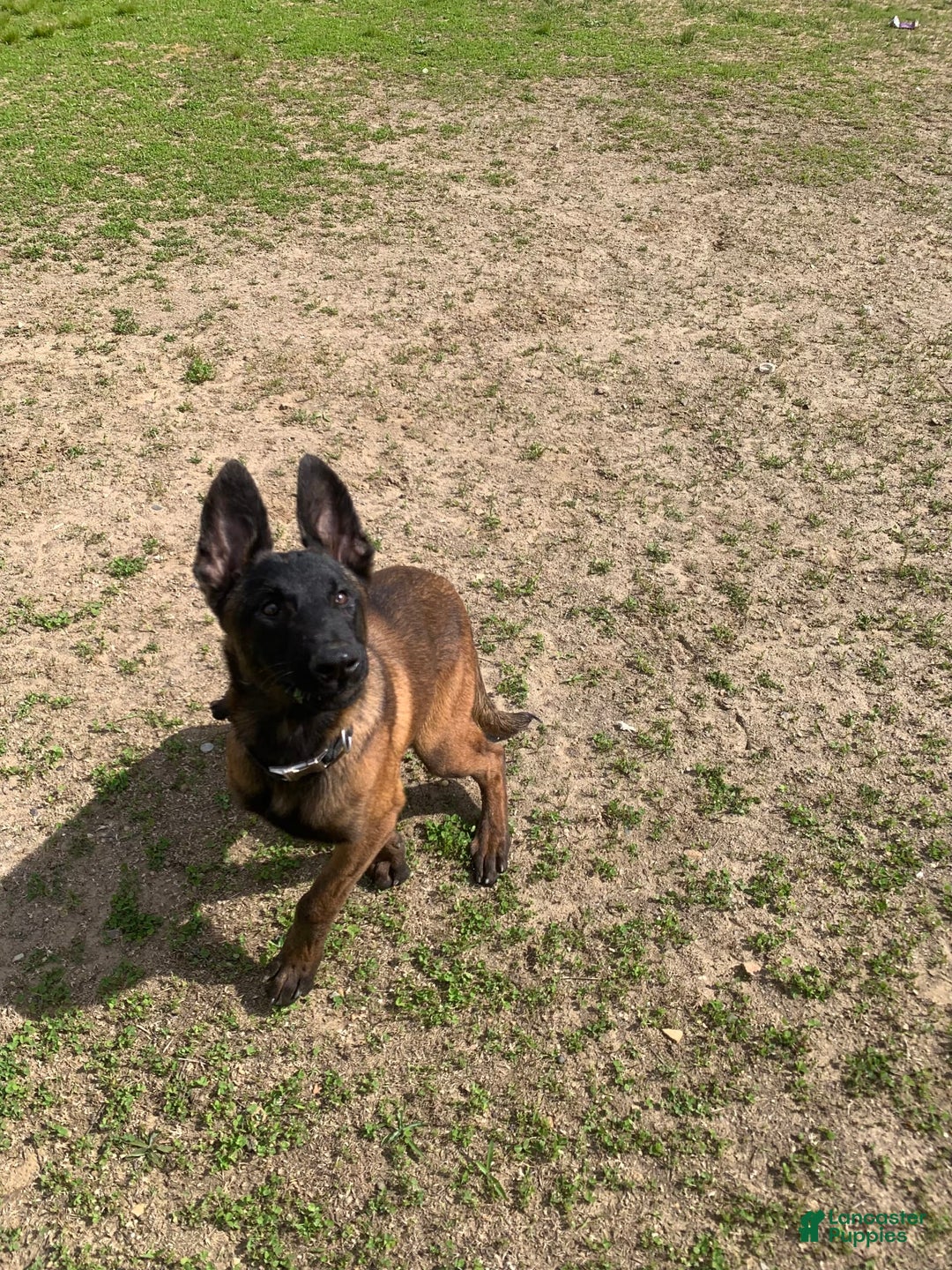 Belgian Malinois dogs for sale: Mocha - Image 1