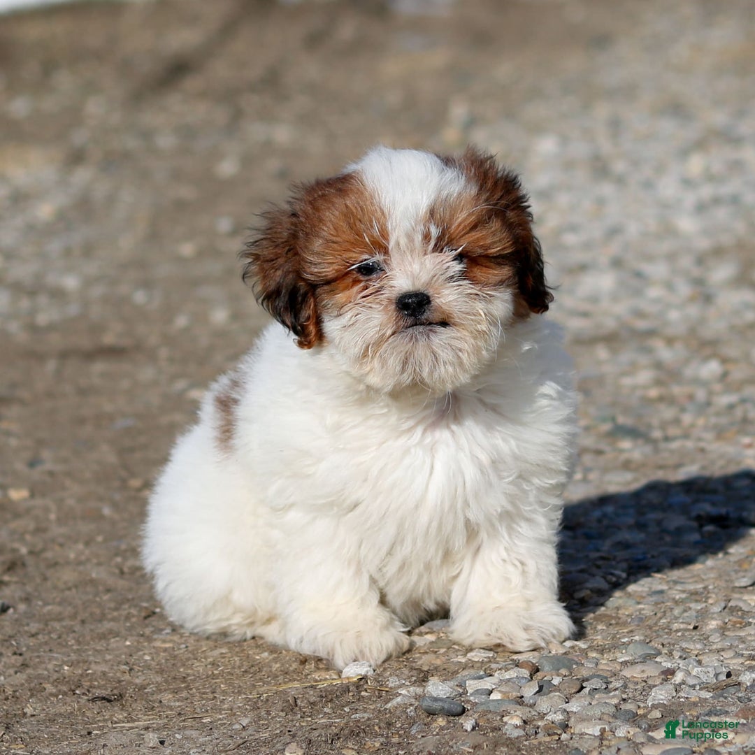 Shihpoo dogs for sale: Buster - Image 20