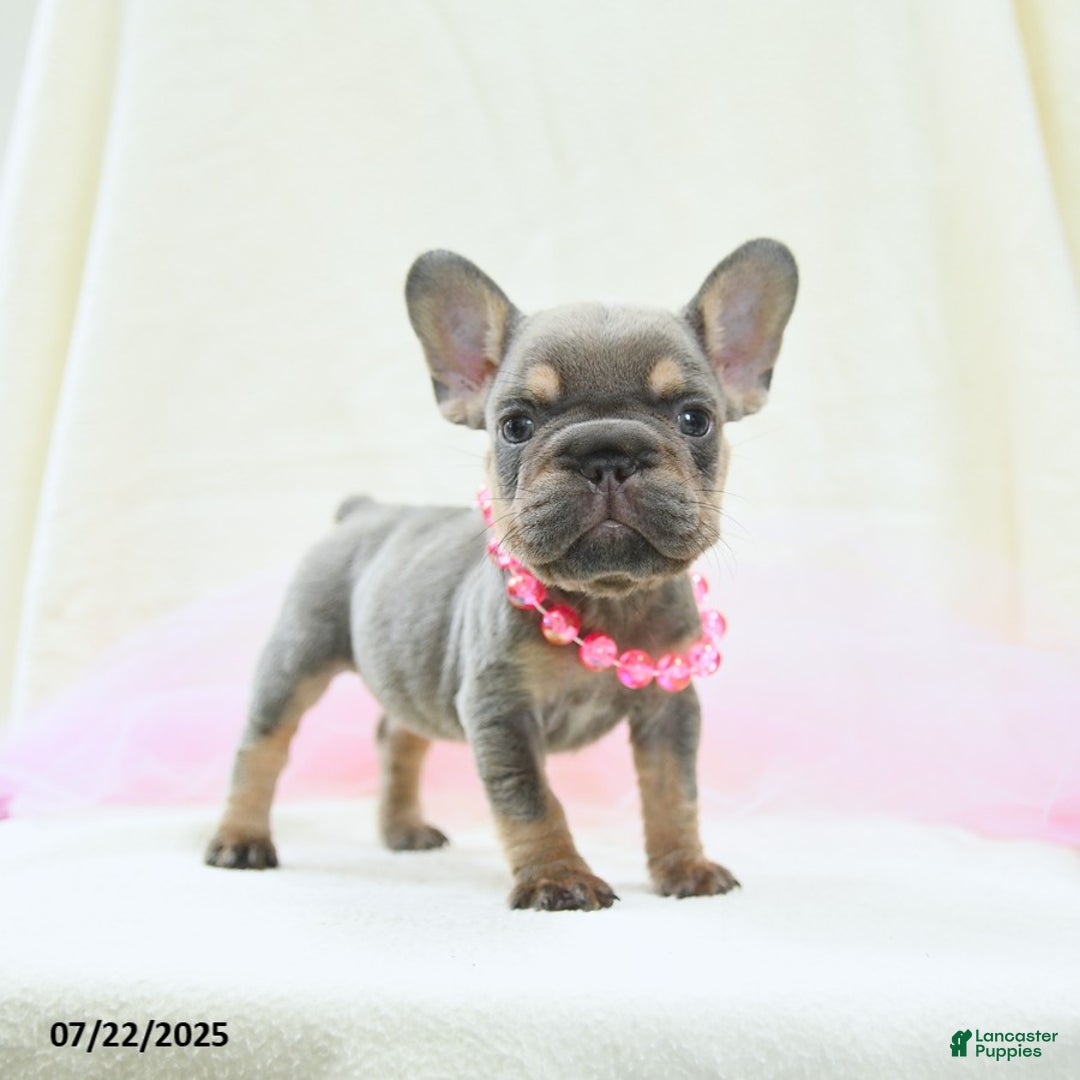 French Bulldog dogs for sale: Eleanor Akc - Image 1