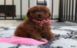 Toy Poodle dogs for sale: Haley - Image 13