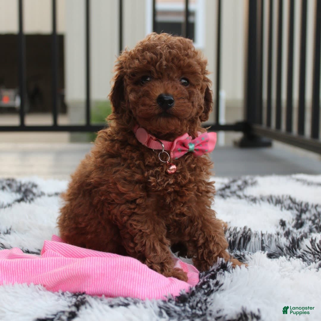 Toy Poodle dogs for sale: Haley - Image 13