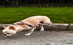 French Bulldog dogs for sale: Lucy - Image 7
