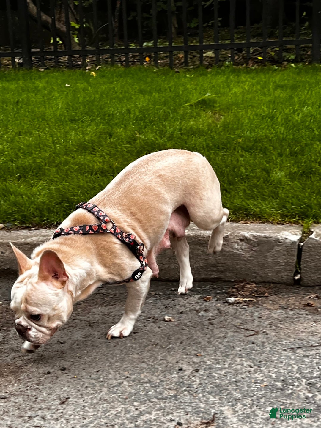 French Bulldog dogs for sale: Lucy - Image 7