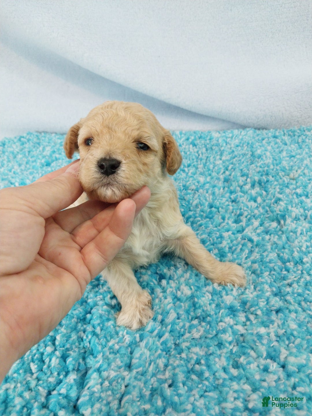 Toy Poodle dogs for sale: Digger - Image 1