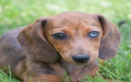 Dachshund dogs for sale: Bella - Image 3