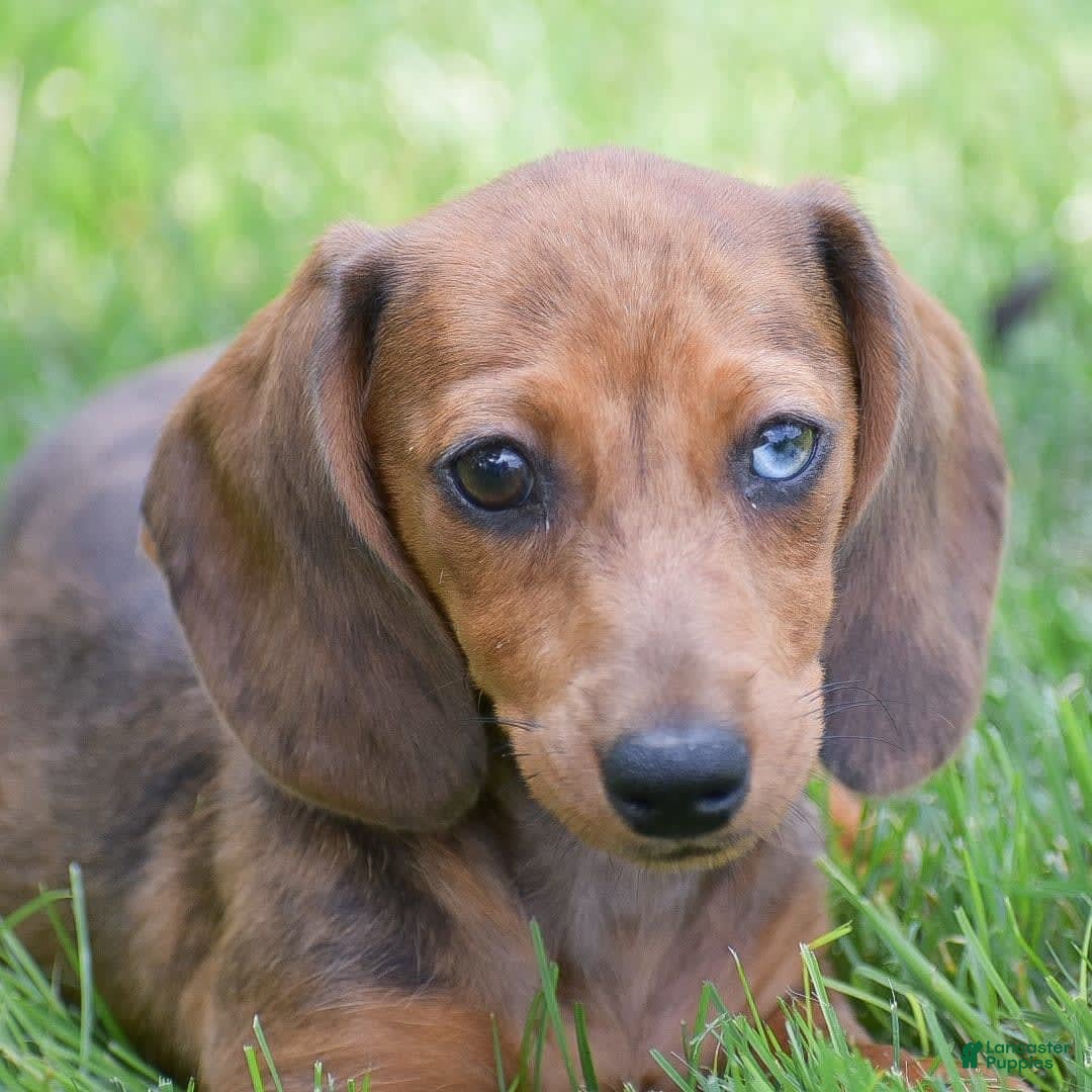 Dachshund dogs for sale: Bella - Image 3
