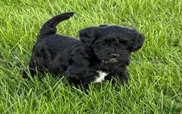 Cockapoo dogs for sale: Lola - Image 7