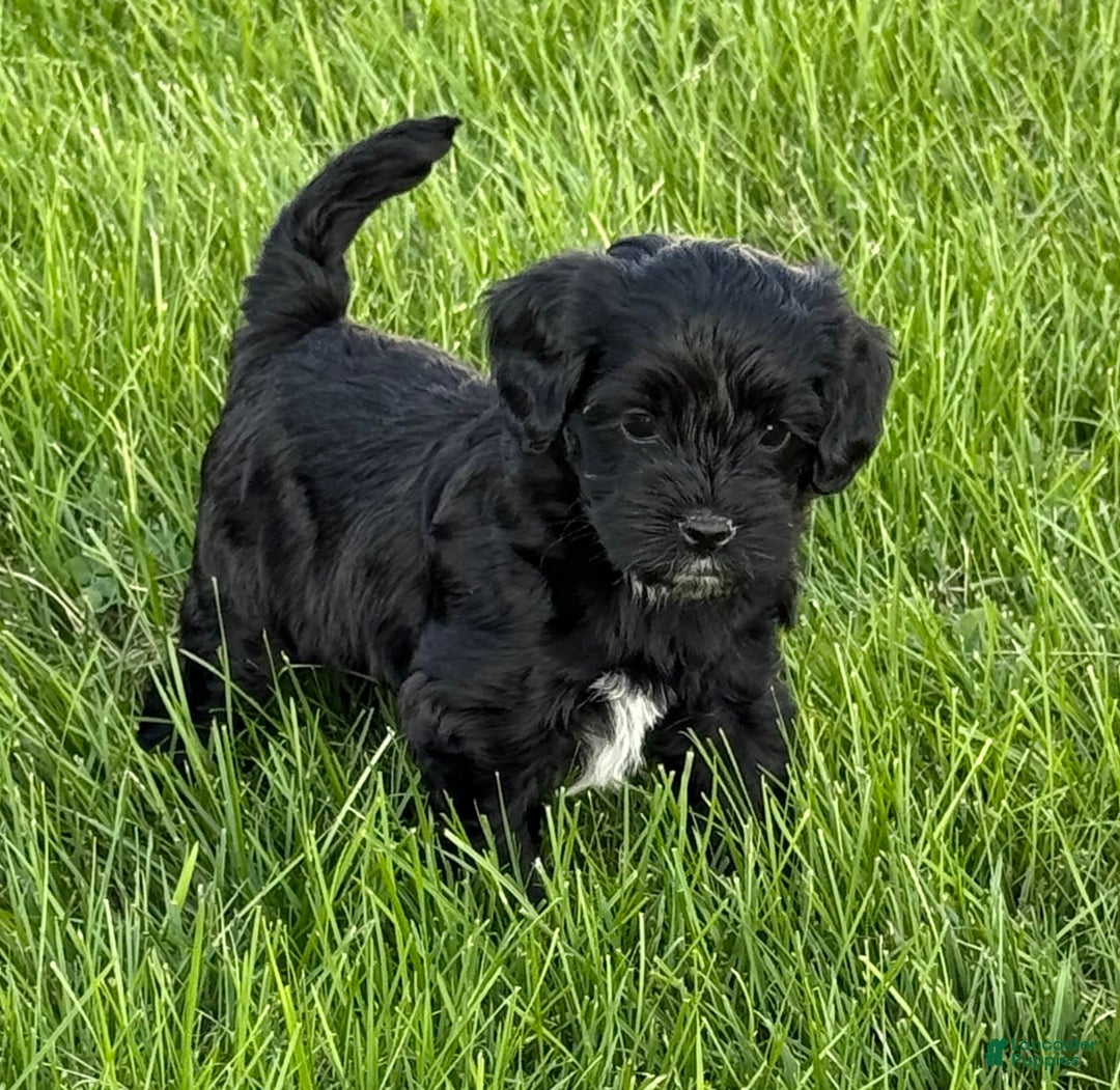 Cockapoo dogs for sale: Lola - Image 7