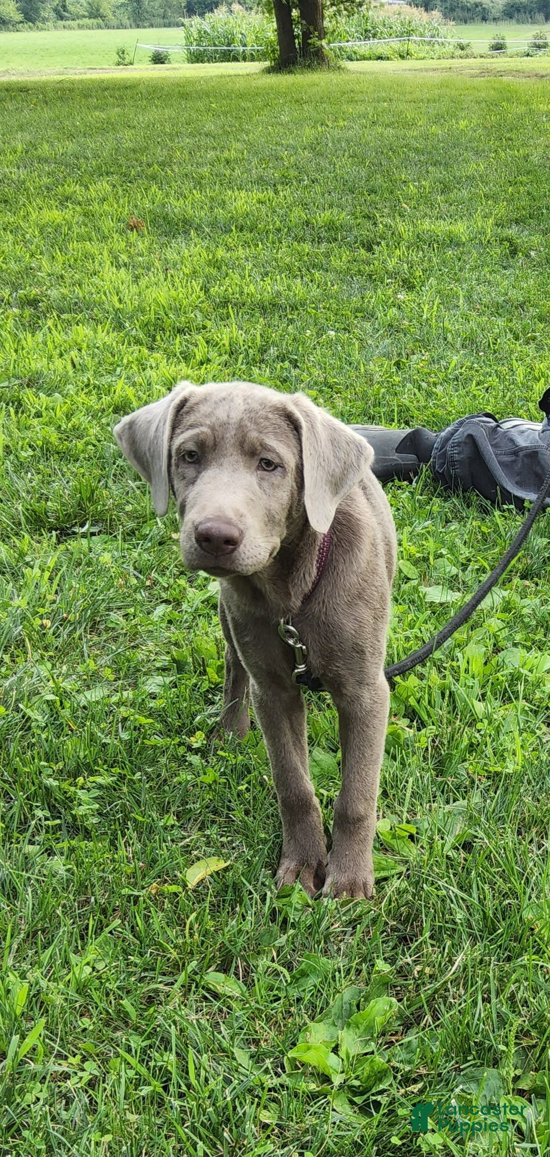 Labrador Retriever dogs for sale: Silver Luna - Image 6