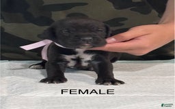 Cane Corso dogs for sale: Cane Corso - Image 5