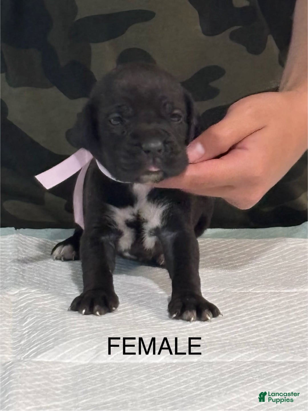 Cane Corso dogs for sale: Cane Corso - Image 5