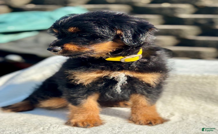 Australian Shepherd dogs for sale - Ad 1