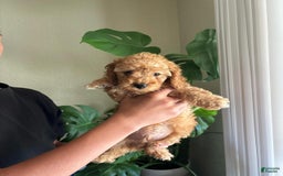 Toy Poodle dogs for sale: Duke - Image 3