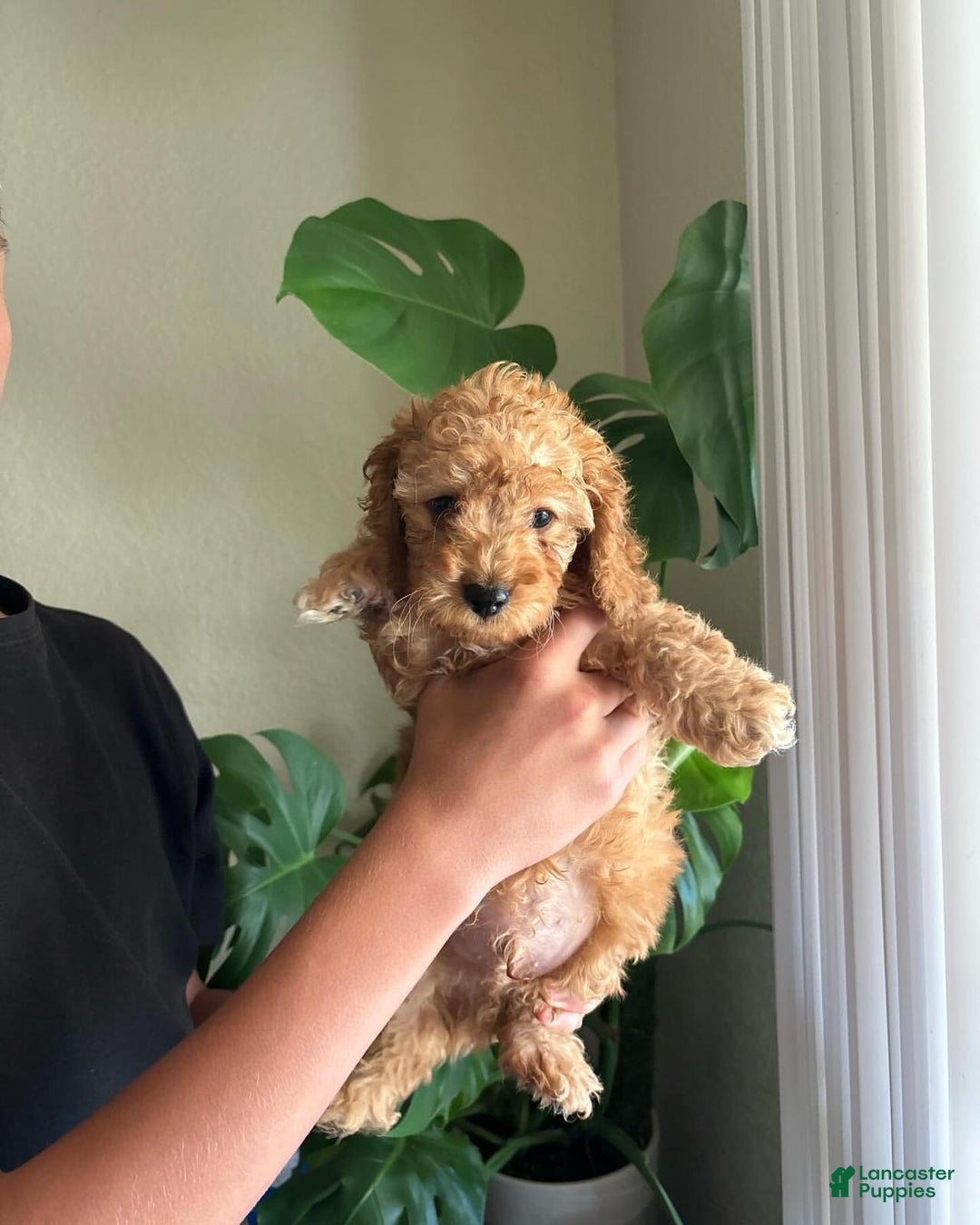 Toy Poodle dogs for sale: Duke - Image 3