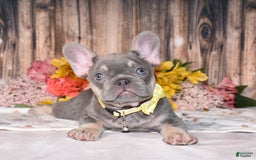 French Bulldog dogs for sale: French Bulldog 3 puppies - Image 3