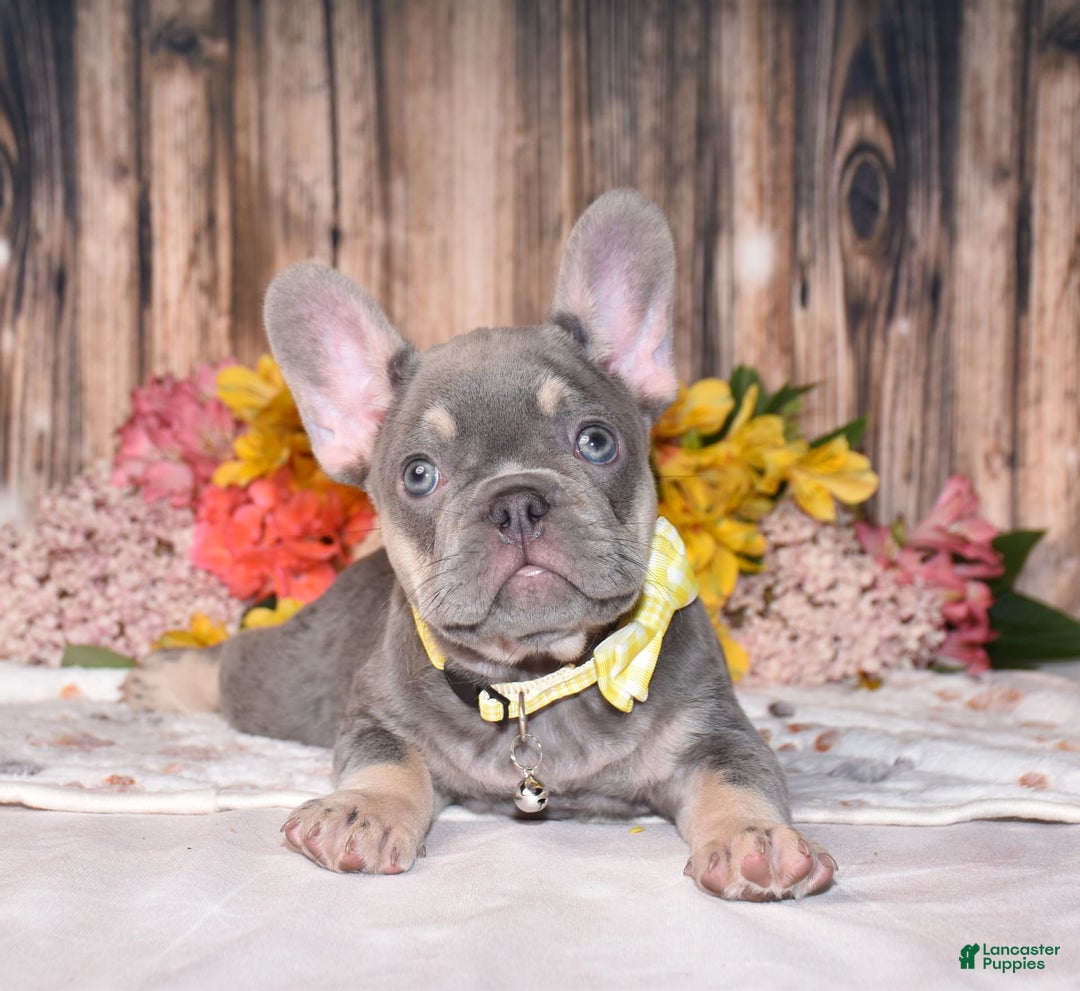 French Bulldog dogs for sale: French Bulldog 3 puppies - Image 3