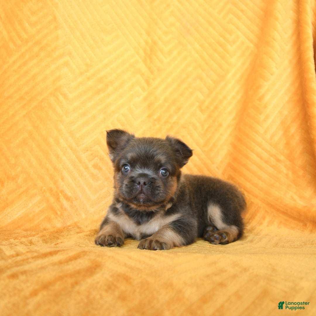 French Bulldog dogs for sale: Luca - Image 5