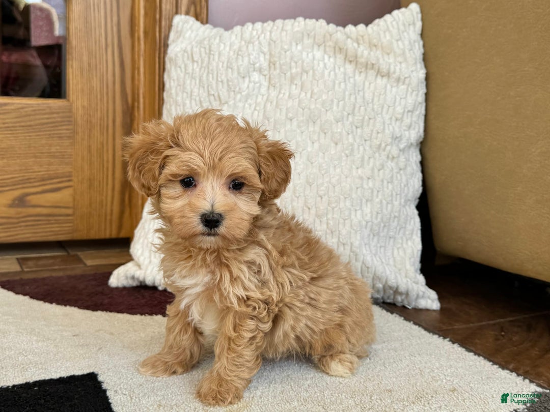 Maltipoo dogs for sale: Gordon - Image 3