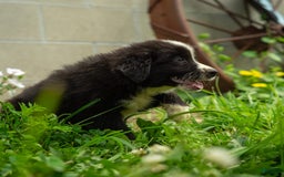 Miniature Australian Shepherd dogs for sale: Elephant Ear - Image 12