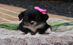 Cavalier King Charles Spaniel dogs for sale: Raven - Image 3