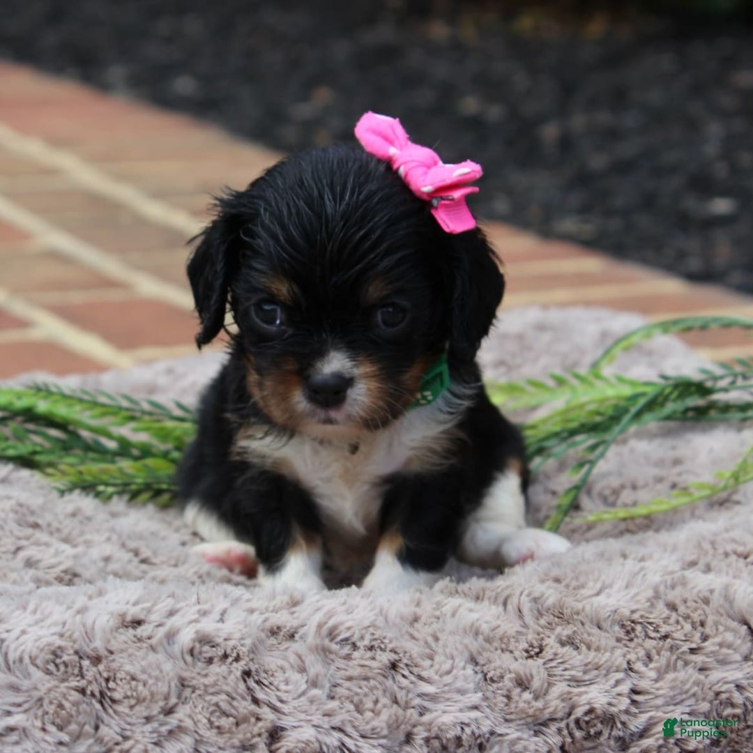 Cavalier King Charles Spaniel dogs for sale: Raven - Image 3
