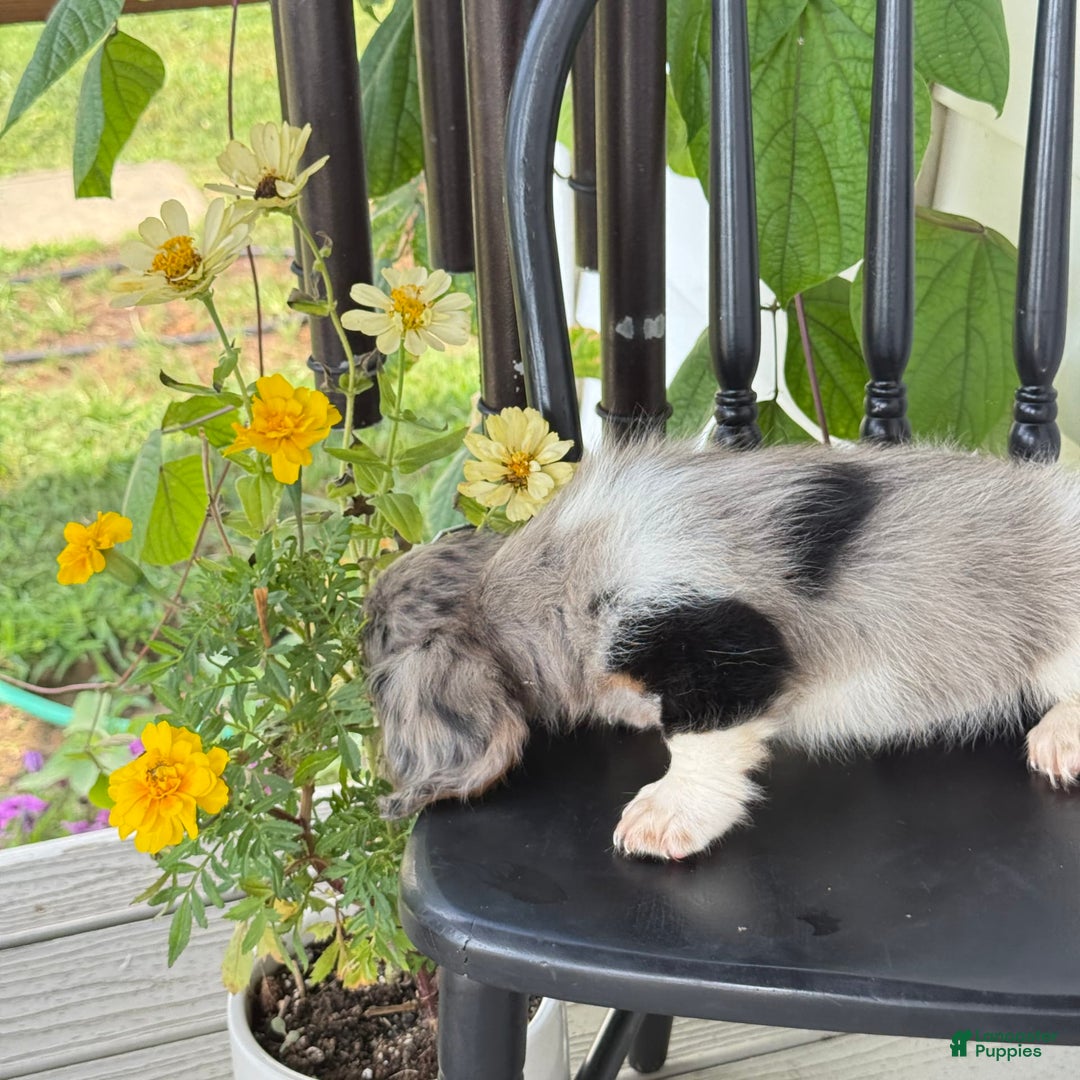 Miniature Dachshund dogs for sale: Miniature Dachshund 7 puppies - Image 5