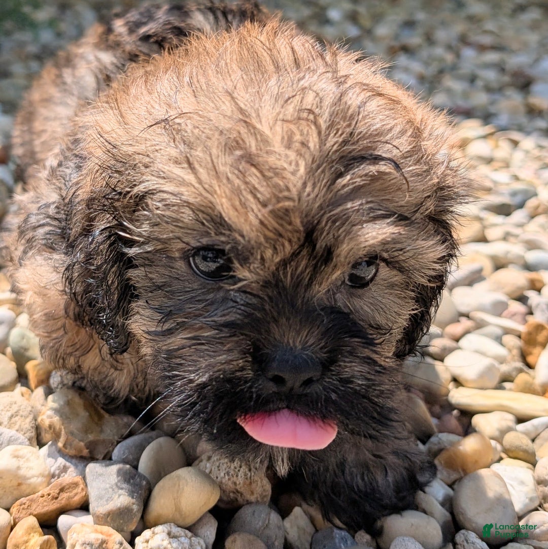 Lhasa Apso dogs for sale: Grizzly - Image 6
