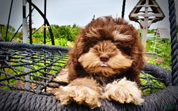 Havapoo dogs for sale: Roxy - Image 24