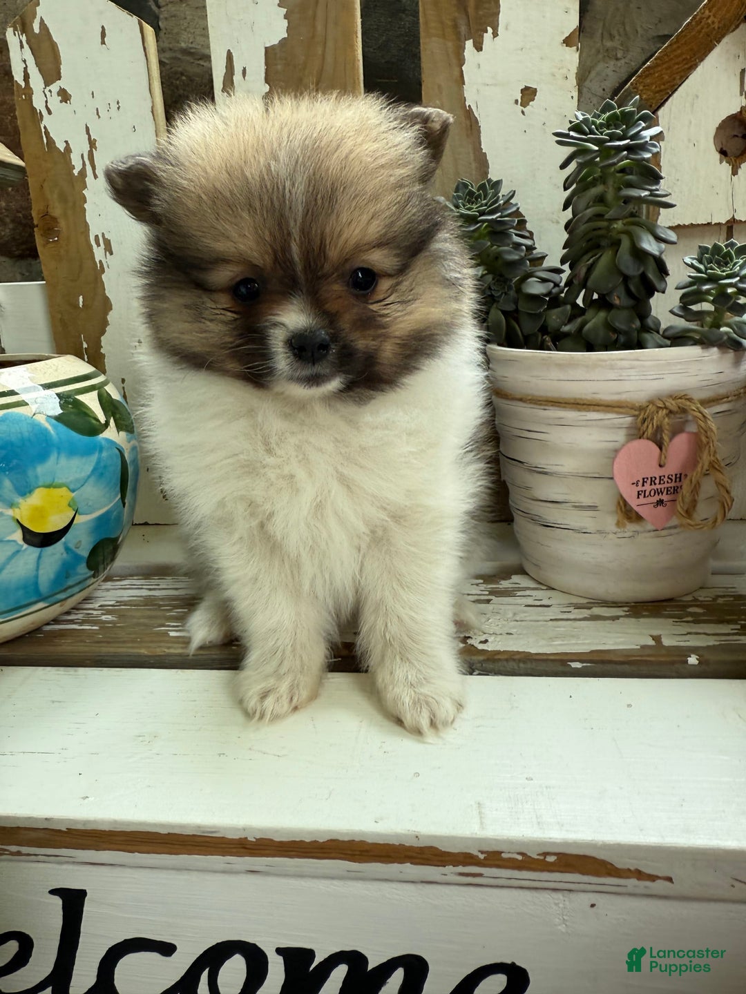 Pomeranian dogs for sale: Cory - Image 3