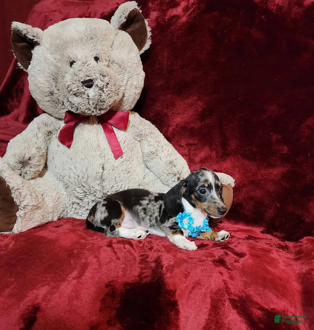Miniature Dachshund dogs for sale: REMY - Image 2